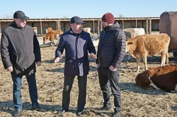 Красноярский фермер намерен получить господдержку на грантовом конкурсе