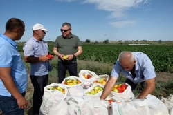Красноярский фермер планирует собрать порядка двух тысяч тонн сладкого перца