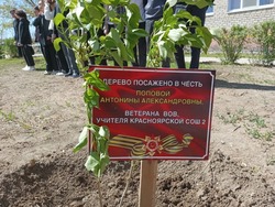 Красноярские школьники приняли участие в акции «Сад памяти»
