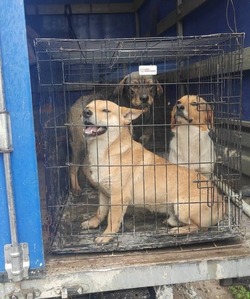 В Красноярском районе отловлено более 170 бесхозяйных собак