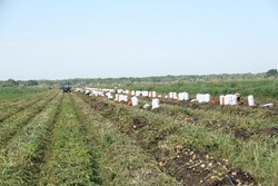 На территории Красноярского округа завершается сбор овощей