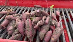 В Красноярском округе планируют собирать первый урожай батата