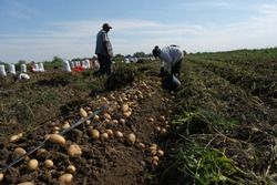 Красноярские фермеры продолжают сбор картофеля