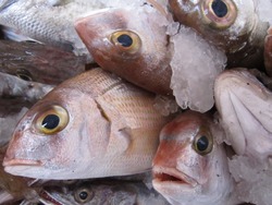 Из Астраханской области не выпустили более 10 тонн рыбы