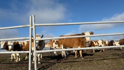 На дорогах Красноярского округа выявлен крупный рогатый скот 