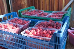 В Красноярском районе идёт сбор ягод