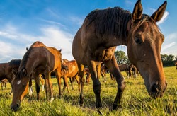 У красноярского пенсионера пропали 20 лошадей