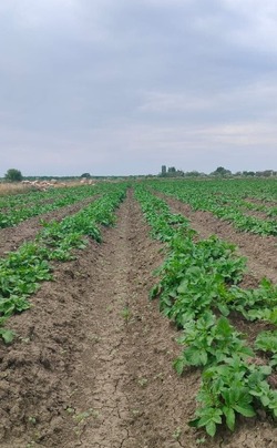 Красноярские аграрии заняты высадкой овощей и картофеля