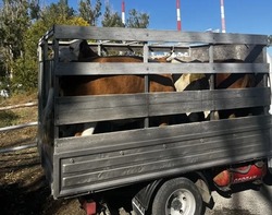 На территории Красноярского округа начался отлов безнадзорных животных