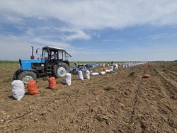 В Красноярском округе фермеры приступили к сбору картофеля