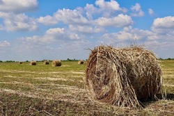 В Красноярском округе завершается период сенокоса