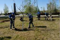 В Красноярском округе высадили молодые деревья