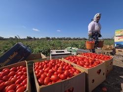 Красноярский фермер собрал более 700 тонн урожая