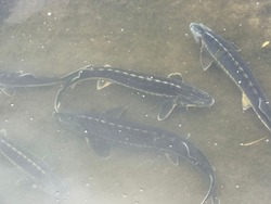 Уникальная осетровая ферма успешно развивается на территории Красноярского округа