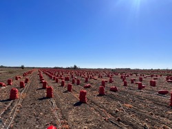 Красноярские фермеры собрали первый урожай лука