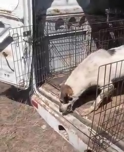  В Красноярском округе осуществляется отлов бродячих собак