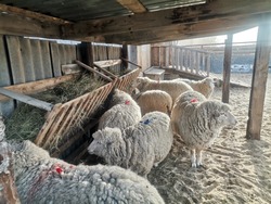 Красноярские овцеводы готовятся к всероссийской выставке